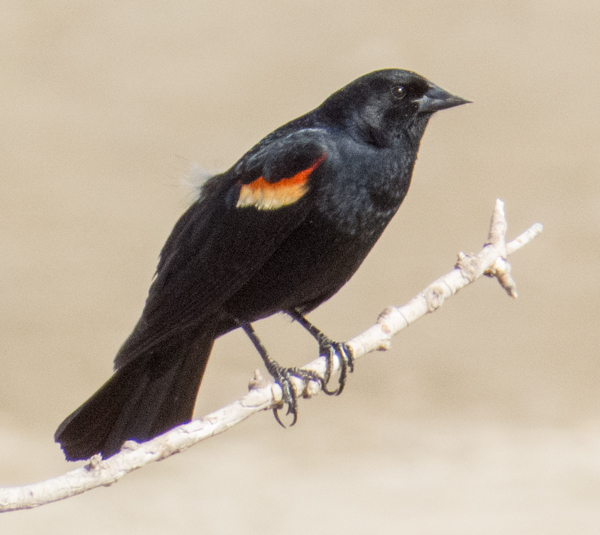 Red-winged Blackbird.jpg